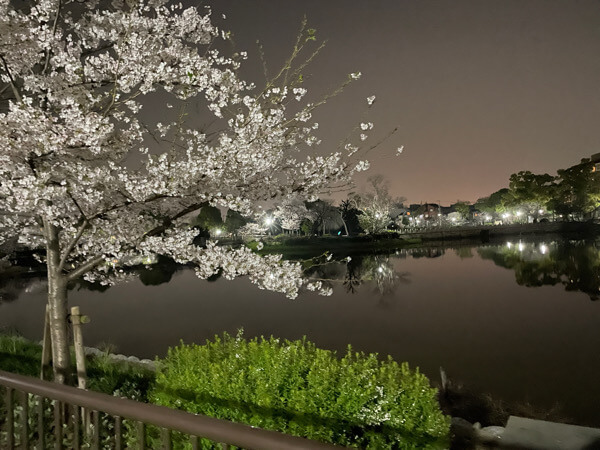 桜の綺麗な写真の撮り方
